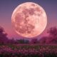La pleine lune rose d'avril 2026 et ses promesses extraordinaires pour ces signes