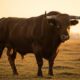 Pourquoi le Taureau a-t-il une si mauvaise réputation et est-ce mérité