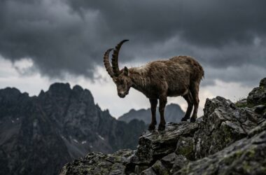 Quel est le pire ennemi du Capricorne parmi les 12 signes du zodiaque