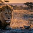 Quel est le pire ennemi du Lion parmi les 12 signes du zodiaque
