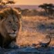 Quel est le pire ennemi du Lion parmi les 12 signes du zodiaque