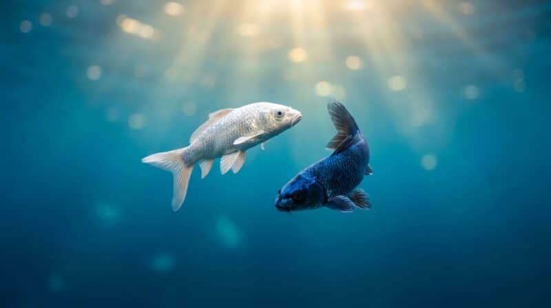 Les Poissons sont-ils vraiment menteurs ou est-ce un mythe astrologique