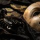Les Scorpion sont-ils vraiment menteurs ou est-ce un mythe astrologique