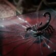 Ce qui fait fuir un Scorpion définitivement sans espoir de retour