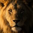 Le Lion est-il vraiment un signe dangereux comme on le dit