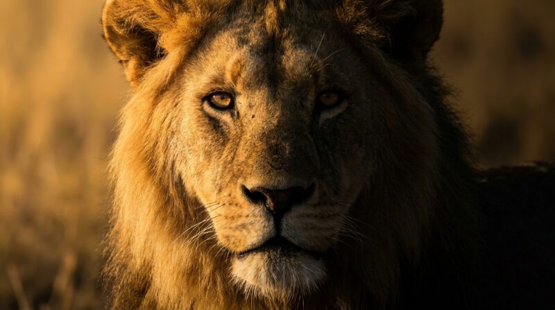 Le Lion est-il vraiment un signe dangereux comme on le dit