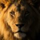Le Lion est-il vraiment un signe dangereux comme on le dit