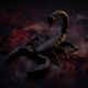 Le Scorpion est-il vraiment un signe dangereux comme on le dit